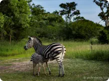 Animals at the Waterhole in front of the Restaurant