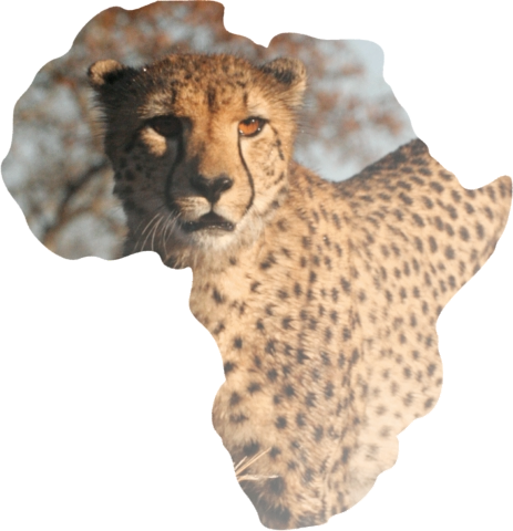 SafariGold.Africa Gay Owned, Gay Managed or Gay Friendly Establishments