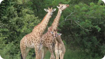 Wildlife at Sunset Game Lodge Hoedspruit